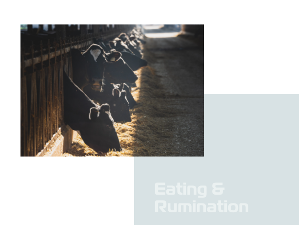 Cow Eating and Rumination