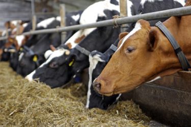 Cows Feeding