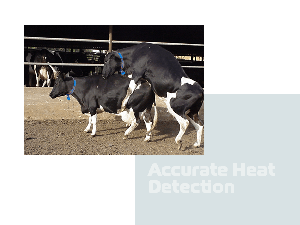 Accurate cow Heat detection